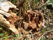 Formica fusca 1