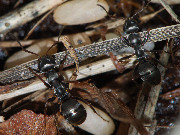 Formica fusca 2