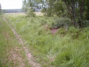 Formica rufa 2