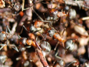Formica rufa 4