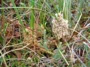 Formica transkaucasika 1