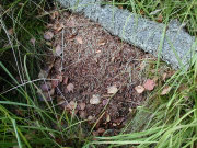 Formica truncorum 1