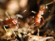 Formica truncorum 2