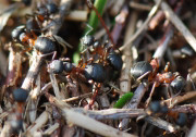 Formica uralensis 1