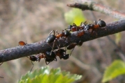Formica uralensis 3