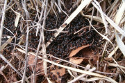 Formica uralensis 4