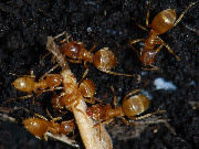 Lasius flavus 1