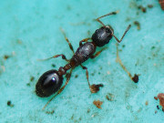Leptothorax avervorum - dronning
