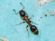 Leptothorax acervorum